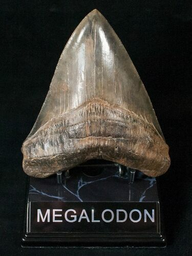 Top Quality Megalodon Tooth - Georgia #15710